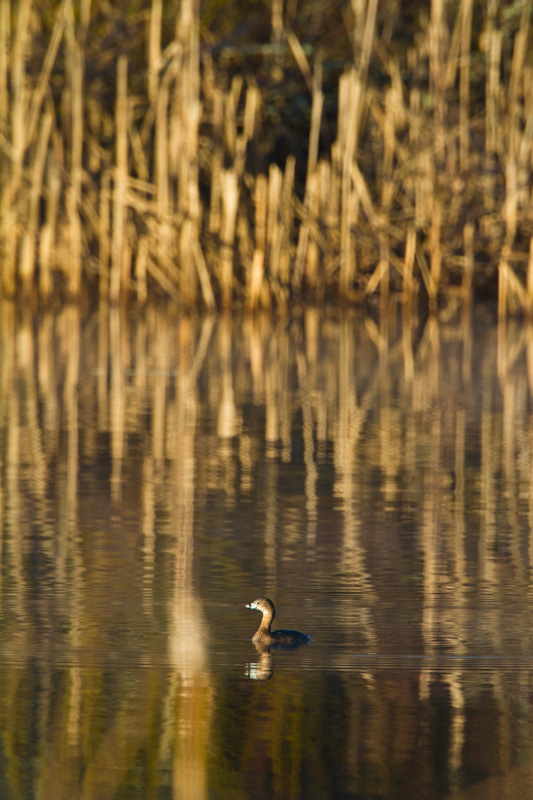 Pied-Billed Grebe